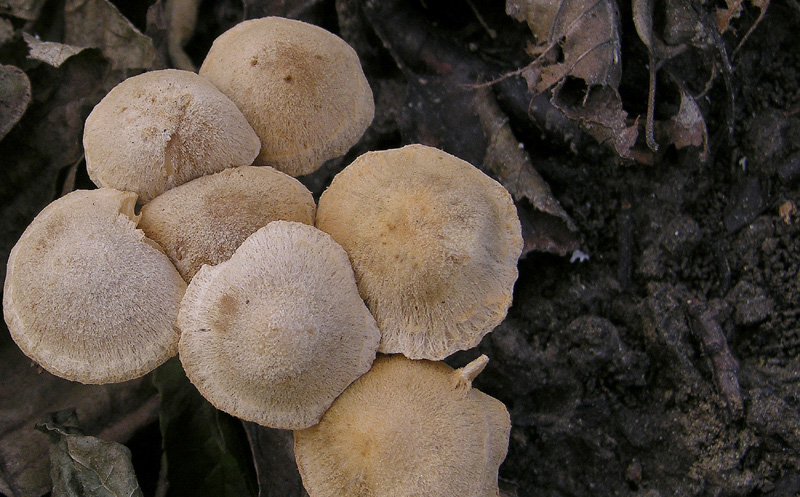 Un fosso......e una marea di funghi.(parte 2)